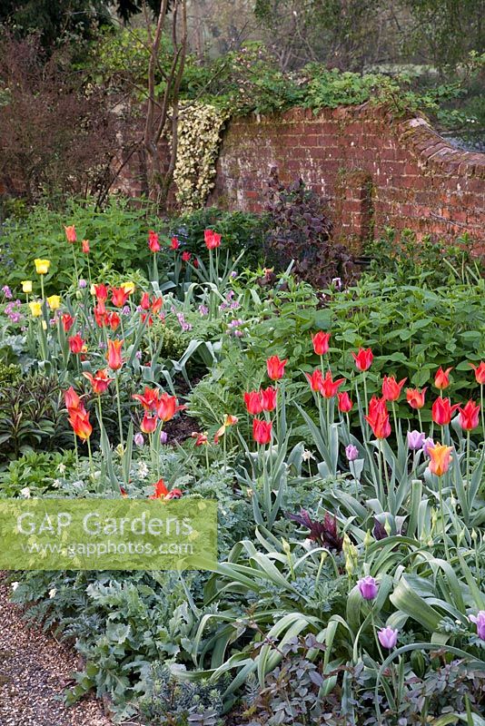 Mixed colourful spring border with Tulipa 'Ballerina' and Corydalis - Vale End, Surrey