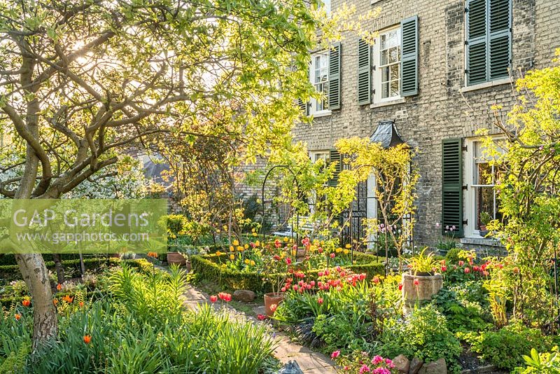 Formal town garden in spring with quince tree, roses trained over arches, box edging and tulips.
