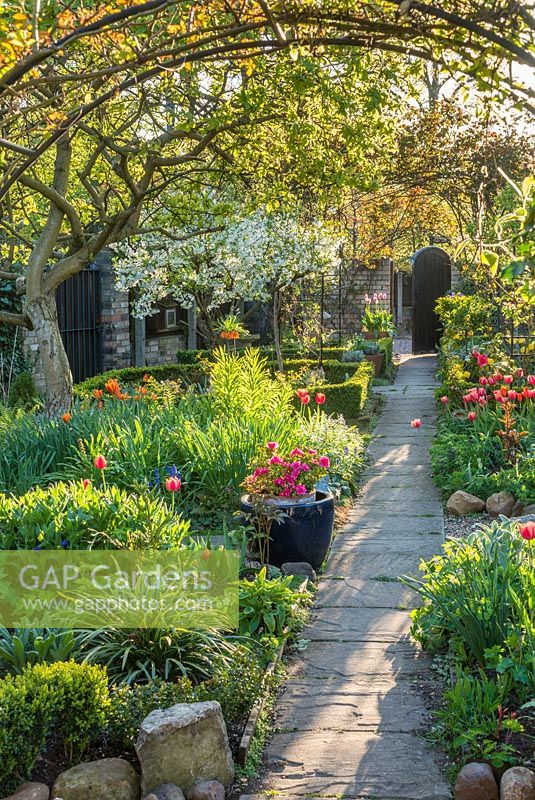 Formal town garden in spring. Tulips, quince tree under-planted with spring bulbs and ferns, roses trained over arches, box edging, Morello cherry in bloom.