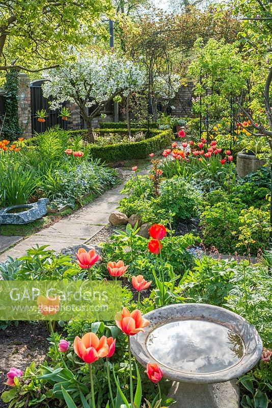 Formal town garden in spring with morello cherry, roses trained over arches, box edging and tulips. Bird bath reflecting clouds.