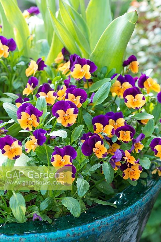 Viola cornuta 'Sorbet Orange Duet' in glazed container