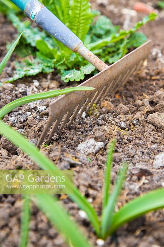 Raking Stock seeds into the soil