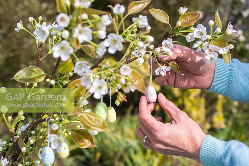 Woman hanging small decorative eggs on branch in blossom