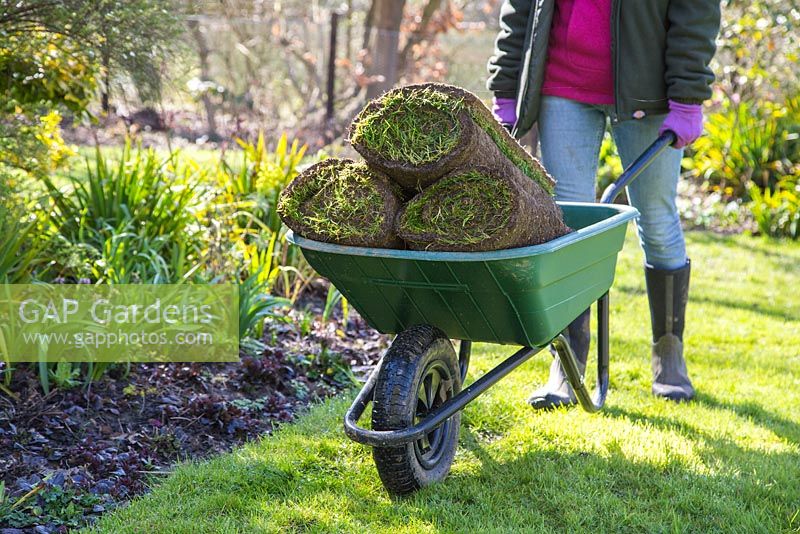 Woman pushing wheelbarrow containing fresh turf rolls for resurfacing lawn
