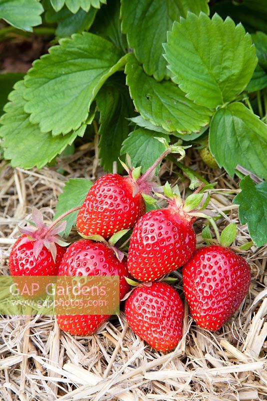Fragaria x ananassa 'Symphony' - Strawberry