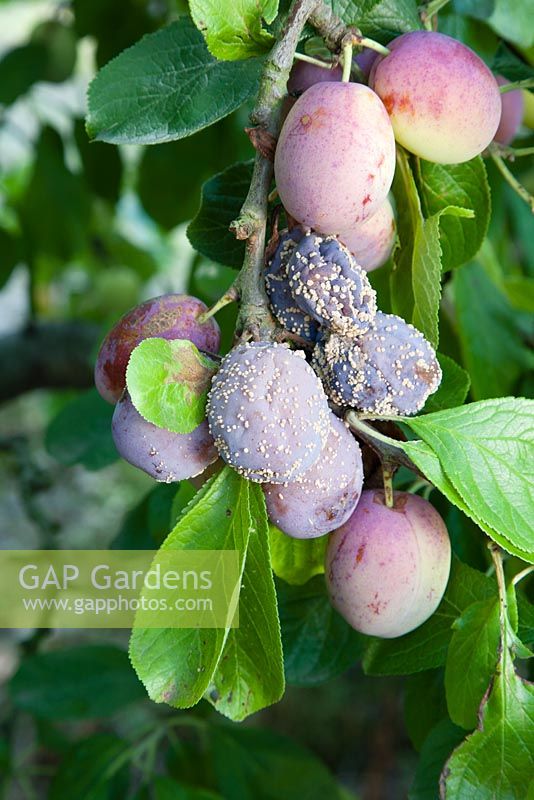 Brown rot on Plum 'Victoria'