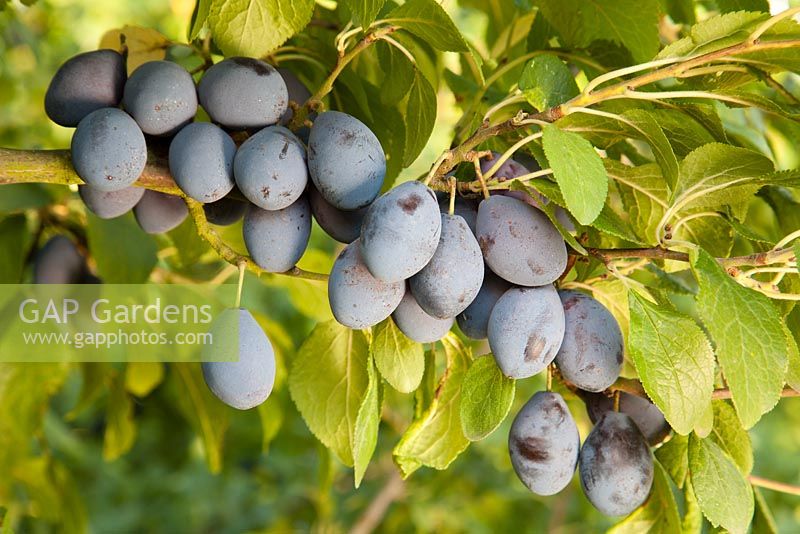 Prunus insititia 'Prune Damson' (syn. 'Shropshire Prune Damson')
