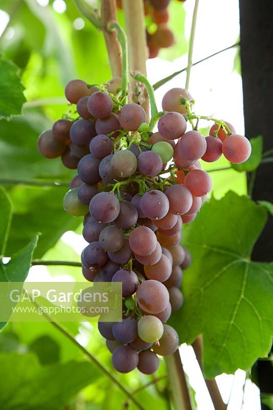 Vitis vinifera 'Fragola' (syn. 'Strawberry Vine')