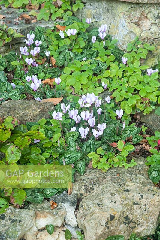 Steps colonised by cyclamen and wild strawberries. Mapperton House, Beaminster, Dorset, UK