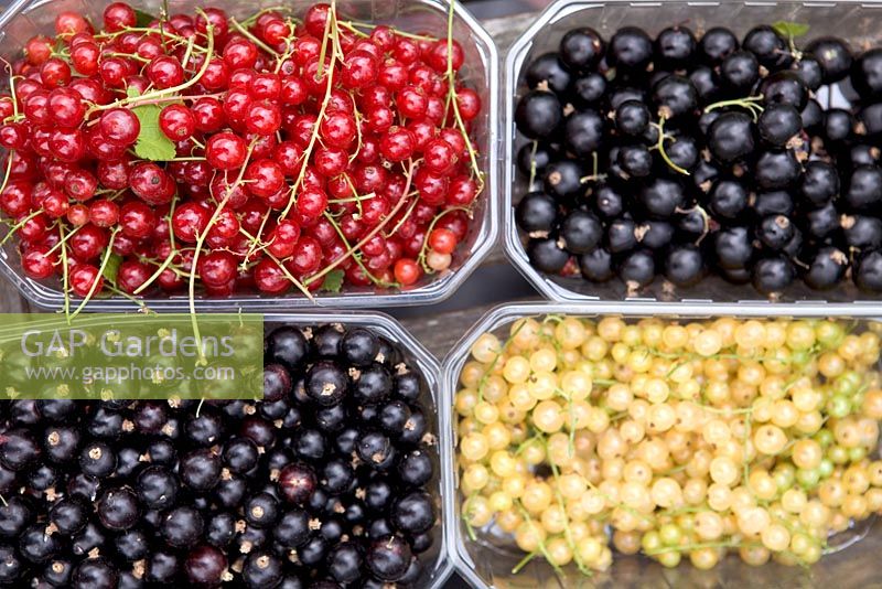 Red, black and white currants in plastic containers
