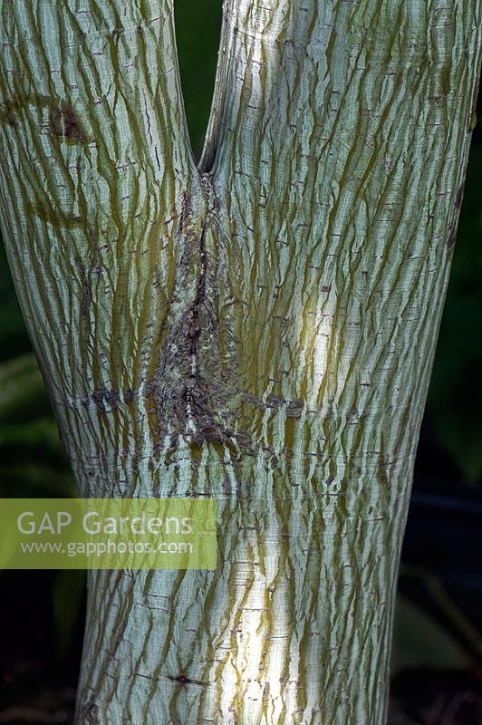 Acer tegmentosum 'Joe Whitt', Manchustriped maple