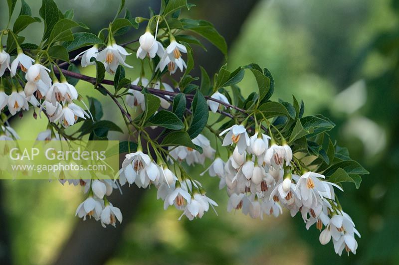 Styrax japonica, Japanese snowbell