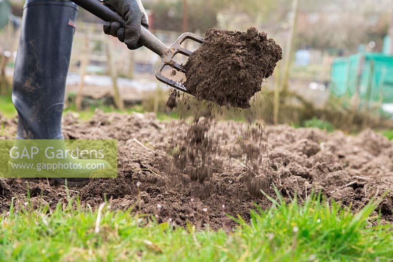 Forking and loosening soil in an allotment bed