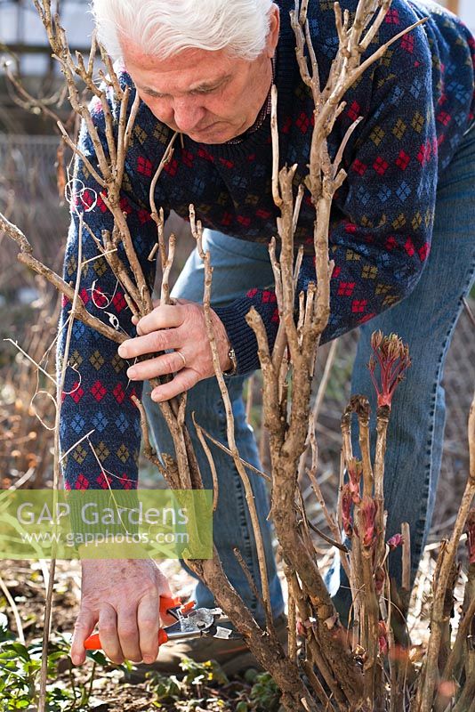 Man pruning peony in early spring. Removing dried branch.
