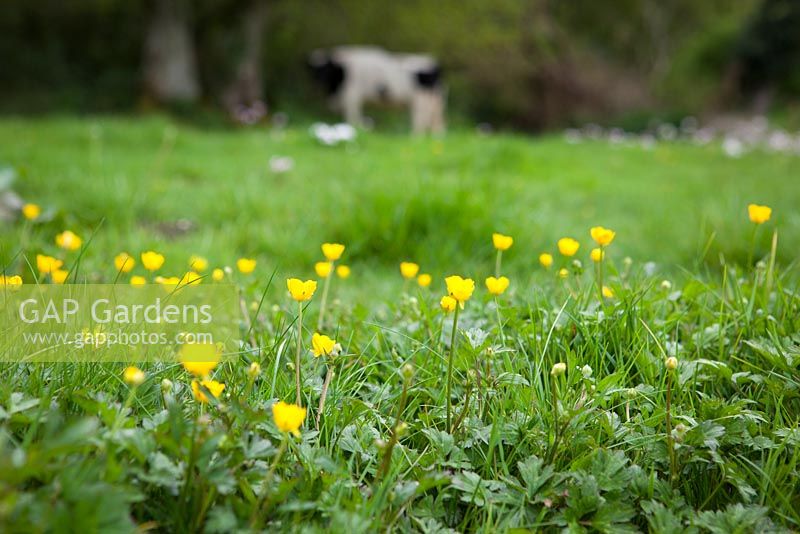 Ranunculus repens - Creeping Buttercup in a field. 
