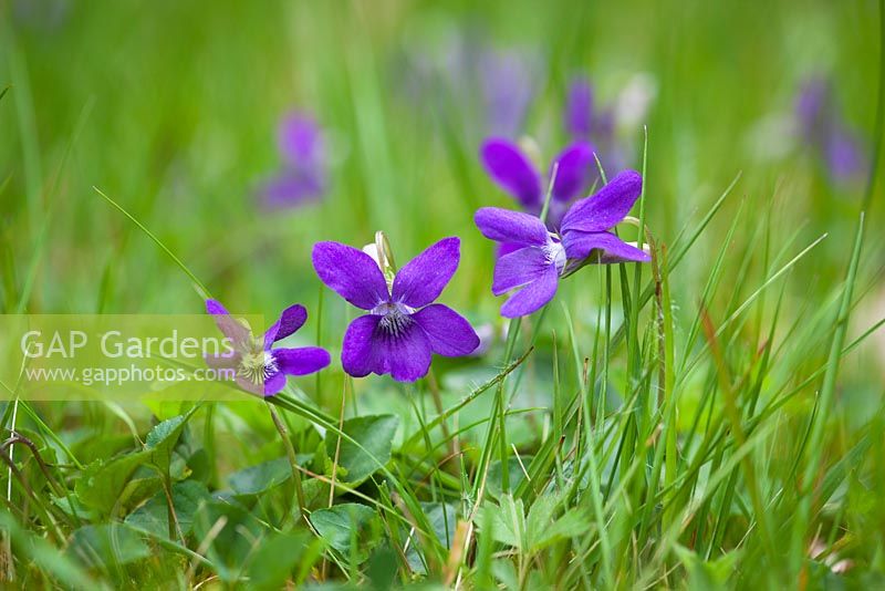 Viola riviniana - Common Dog Violet growing in grass. 
