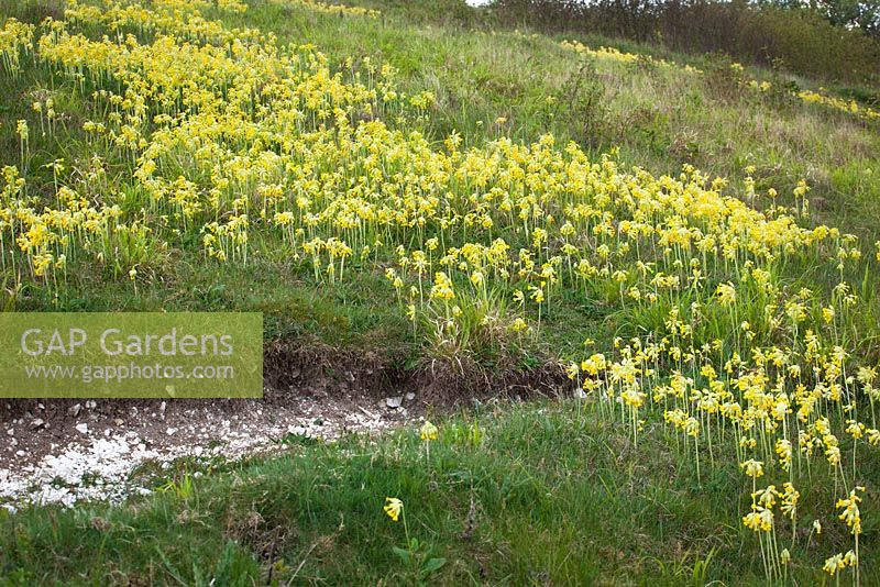 Cowslips growing on a hill in Hampshire. Primula veris. Showing chalky soil