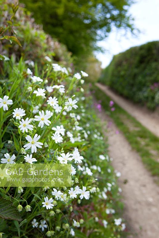 Stellaria holostea - Greater Stitchwort growing in the hedgerow on the bank of a Devon lane. Addersmeat, Star of Bethlehem, Wedding Cakes. 