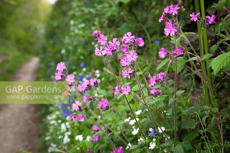 Red Campion, Greater Stitchwort and Bluebells growing in a Devon hedgerow. Silene dioica, Stellaria holostea, Hyacinthoides non-scriptus