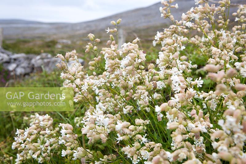 Silene vulgaris - Bladder Campion growing by a roadside in the Burren. 