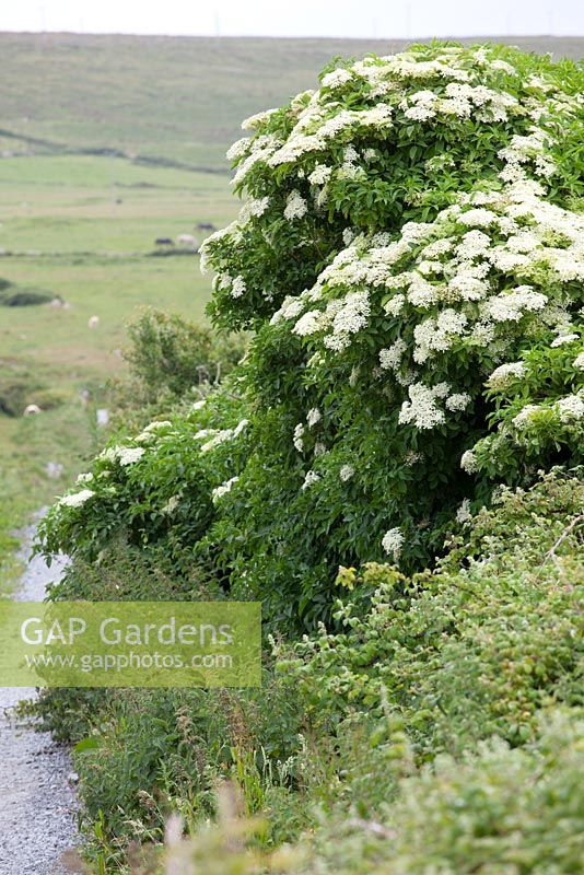 Sambucus nigra - Common Elderflower or Elderberry growing by a roadside in Ireland. 