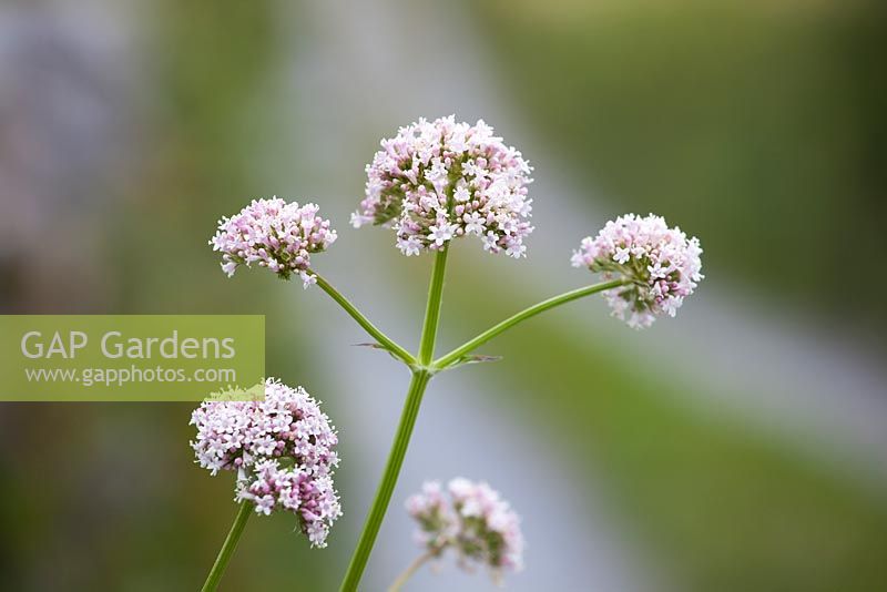 Valeriana officinalis - Common Valerian growing by the side of a lane in the Burren, Ireland. 