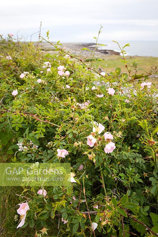 Rosa canina - Dog Rose growing wild by a road in the Burren, Ireland. 