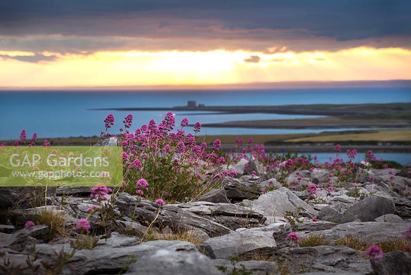 Centranthus ruber - Red Valerian growing amongst the rocks of the limestone pavement at the Burren, Ireland.