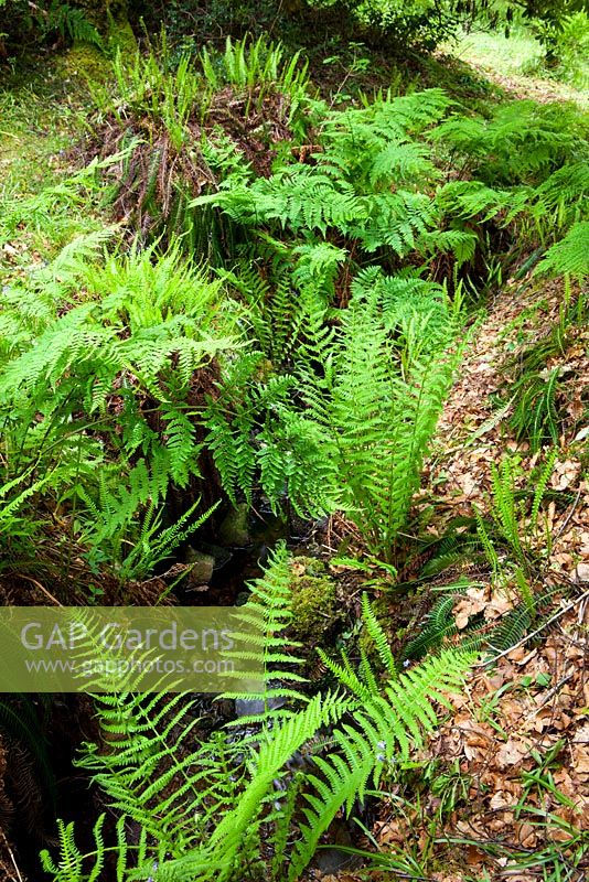 Blechnum spicant, Dryopteris filix-mas - Ferns growing by a shady stream including Hard fern and Male fern. 