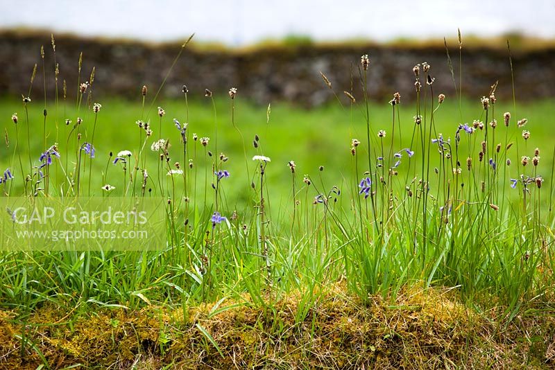 Ribwort plantain, pignut and bluebells growing on top of a mossy wall in Scotland. Plantago lanceolata