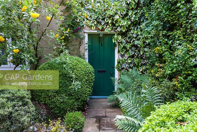Green painted front door of cottage with paved pathway. Plants include Buxus sempervirens - box balls, Cytisus battandieri - pineapple broom, Hedera colchica 'Dentata Variegata' - variegated ivy, Sarcococca and ferns