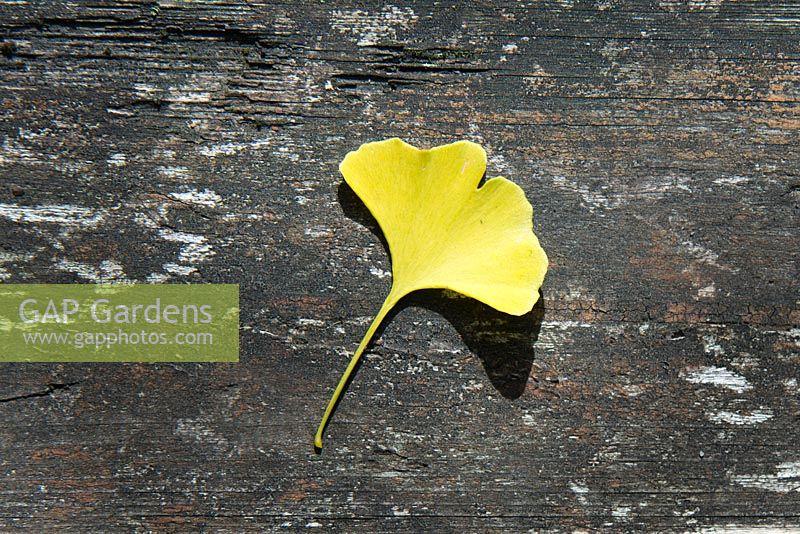 Autumn leaf of Ginkgo biloba on wooden background