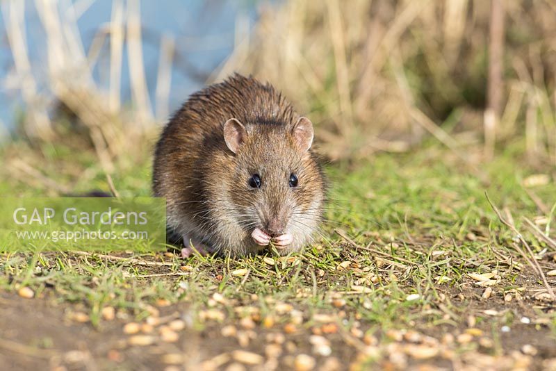 Young Brown Rat, Rattus norvegicus,  feeding on split grain.