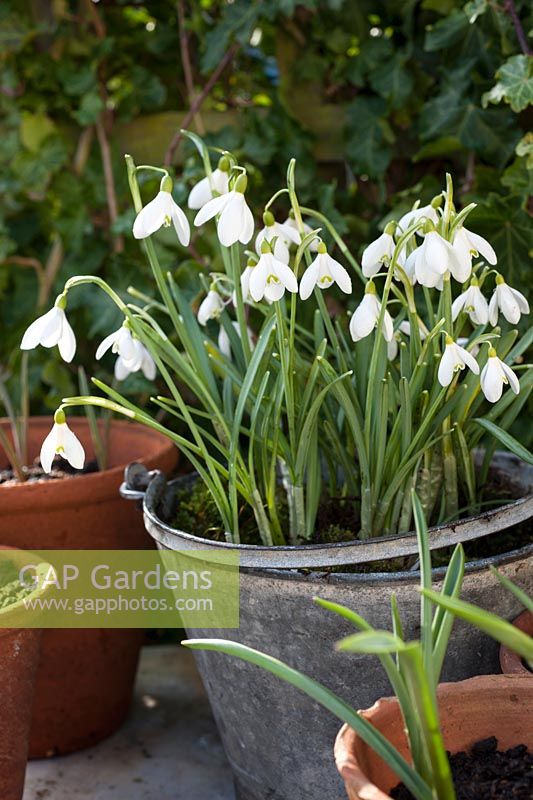 Galanthus nivalis - Snowdrops in an old bucket