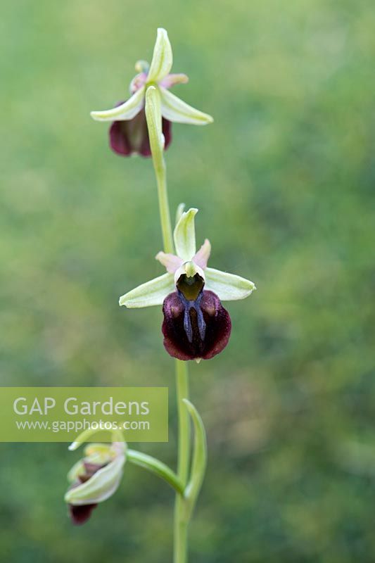Ophrys Sphegodes subsp. Sphegodes  -  Late Spider Orchid