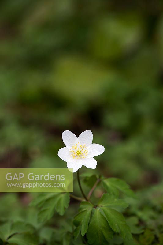 Anemone blanda - White Splendour windflower