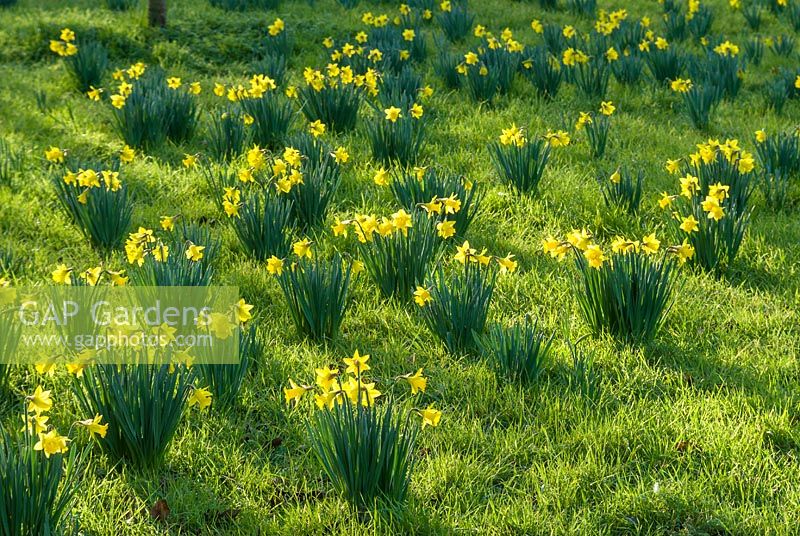 Naturalised narcissus in rough grass with low early spring sunshine. February. Cambridge Botanic Gardens.