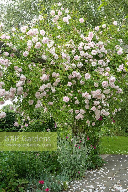 Rosa 'New Dawn' trained over timber pergola. June. 