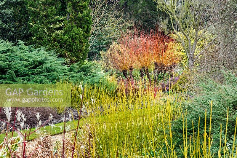 The Winter Garden. Cambridge Botanic Gardens. Coloured stems of Cornus stolonifera 'Flaviramea' and Salix alba 'Britzensis' (syn. 'Chermesina')