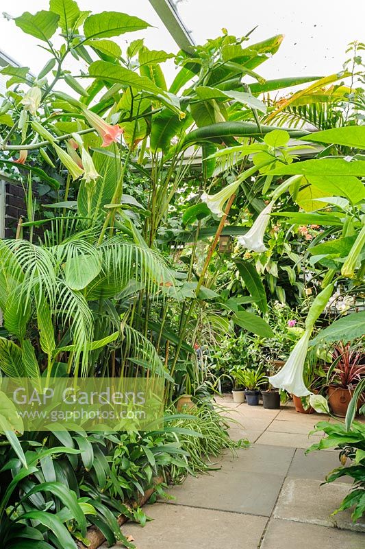 Conservatory with wide range of tender plants incuding brugmansias, cannas and clivias.