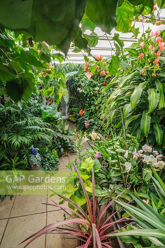 Conservarory with wide range of tropical plants including Dracaena fragrans  'Massangeana', bougainvillea, phalaenopsis and palms