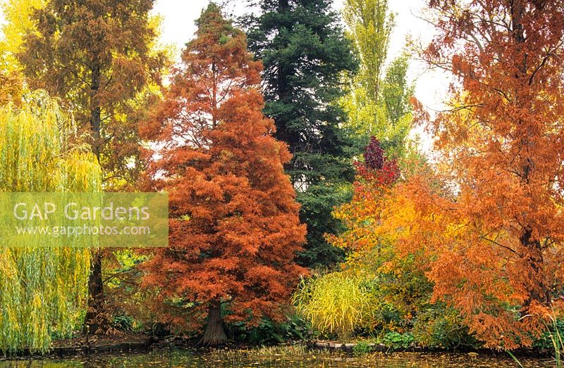Autumn trees. Taxodium distichum, Metasequoia glyptostroboides, Liquidambar, Miscanthus, Weeping willow. The lake, Cambridge Botanic Gardens.