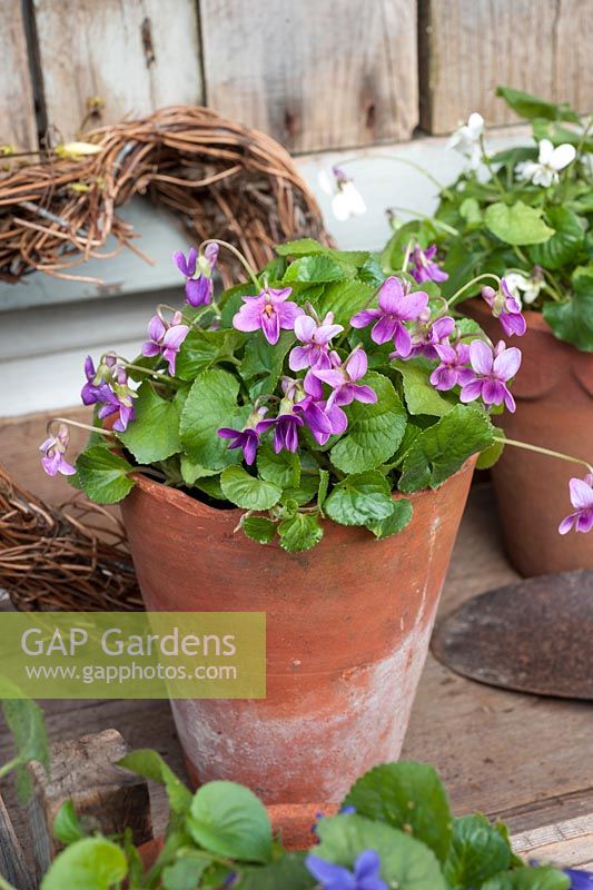 Viola odorata displayed in pots - cultivated and wild varieties
