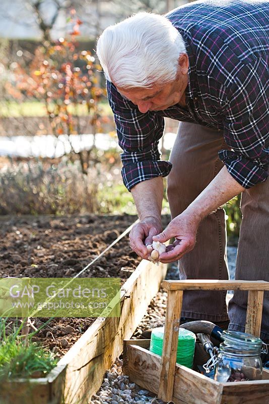 Planting garlic in raised bed - man separating cloves of garlic bulb.