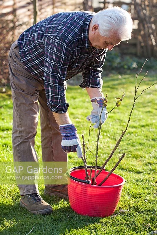 Planting Rose 'Graham Thomas' - Man soaking bare root plant in bucket of water to refresh.