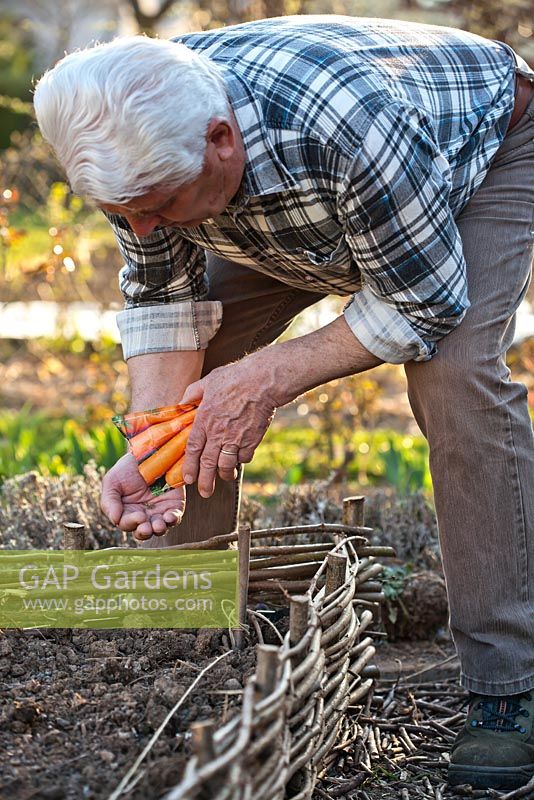 Man planting onions and carrots in raised bed to confuse and deter carrot and onion fly. 