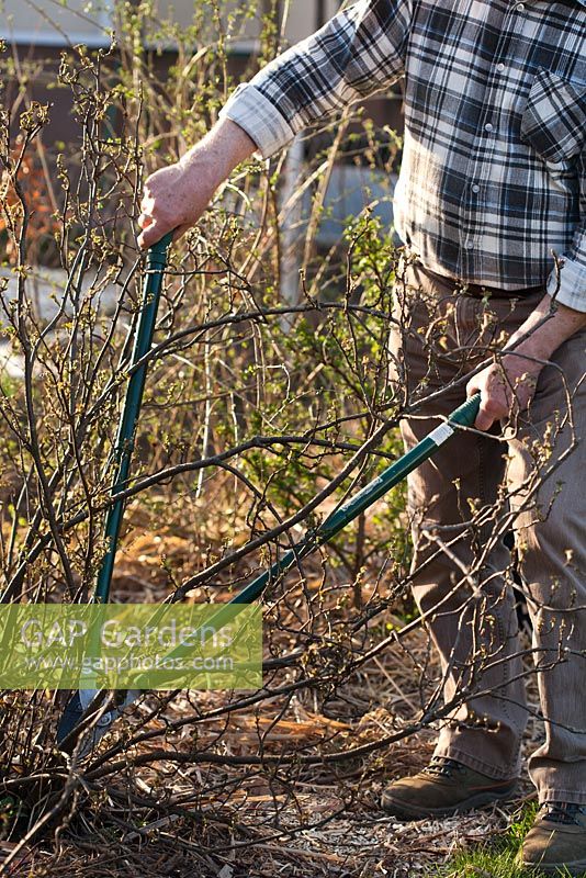 Man pruning back old wood of red currant bush with loppers in spring