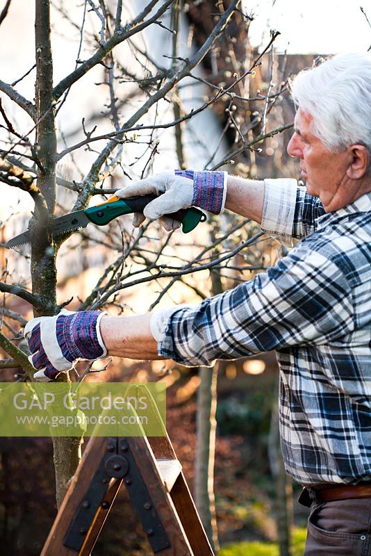 Pruning apple tree branch with folding hand saw in late winter.