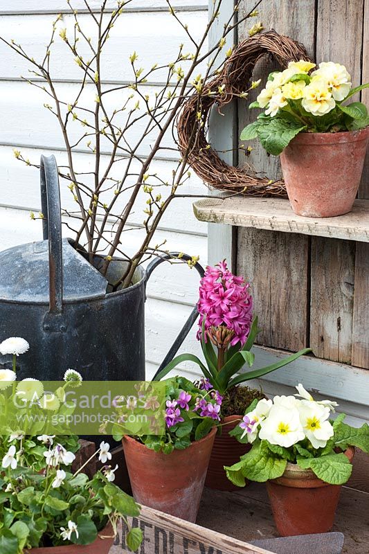 Spring flowers displayed in pots - viola odorata, hyacinth, primroses, bellis perennis