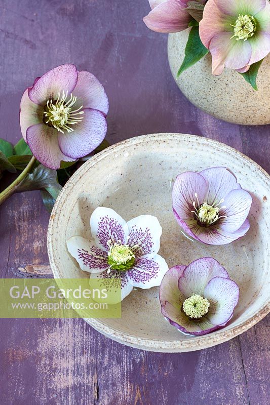 Hellebores displayed in small stoneware containers and floating in water.